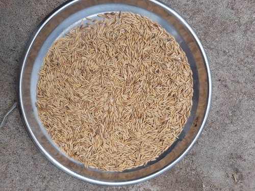 Paddy Seeds, for Agriculture, Packaging Size : 5KGS