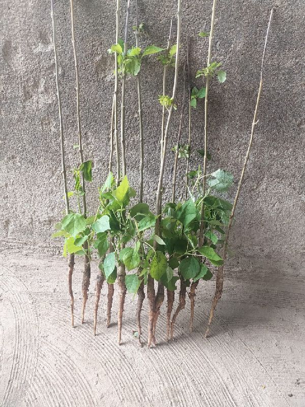 Gmelina Arborea Plant