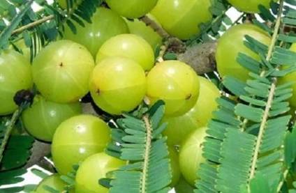 Amla Plants, for Plantation, Color : Green