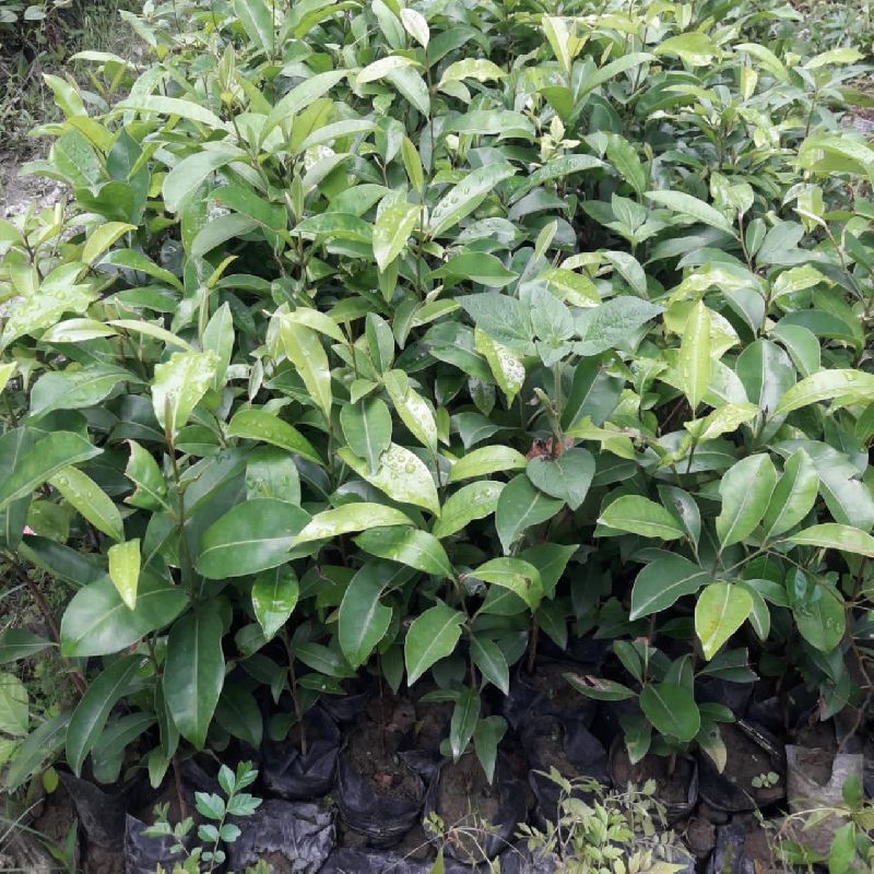 Mimusops Elengi Plants, Purity : 99.9 %