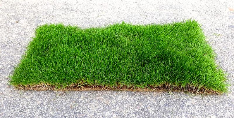 carpet grass