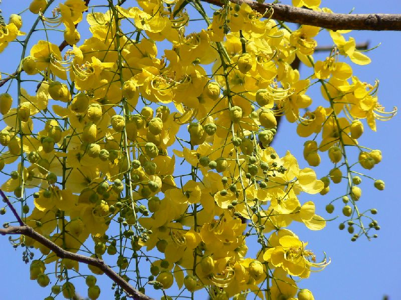 Cassia Fistula Plants