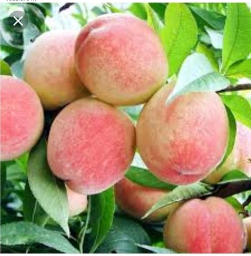 Peach Plants