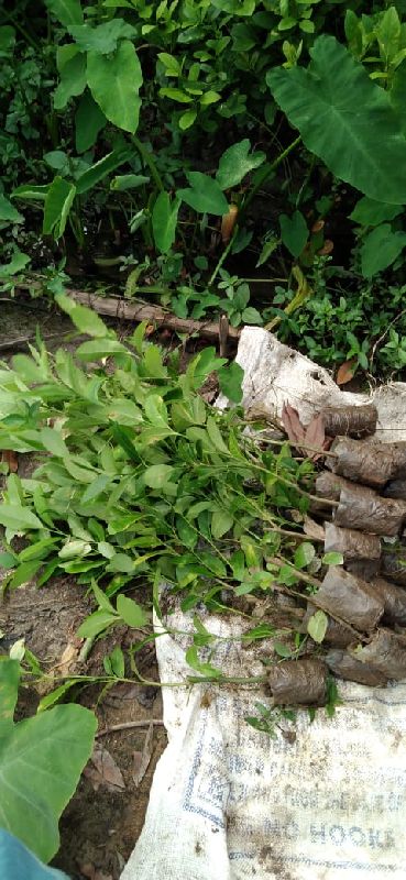 Lemon Plants