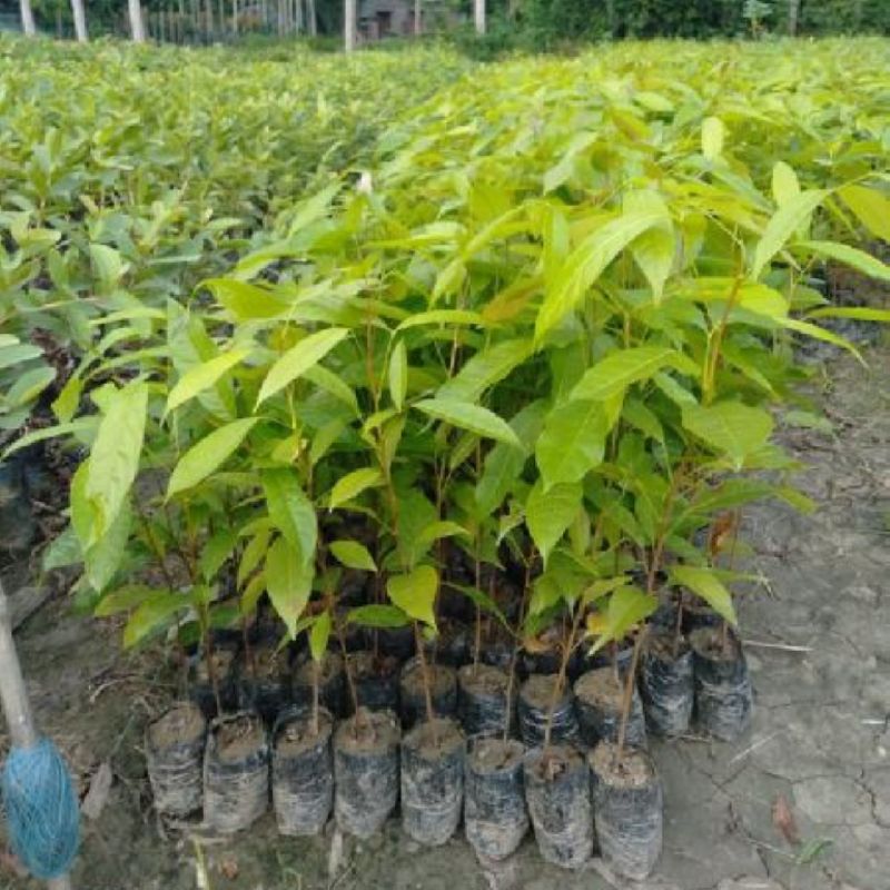 Mahogany Plants, for Hard Wood, Color : Green