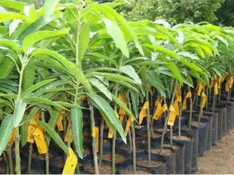 Natural Mango Plants, for Food Medicine, Packaging Type : Polybag