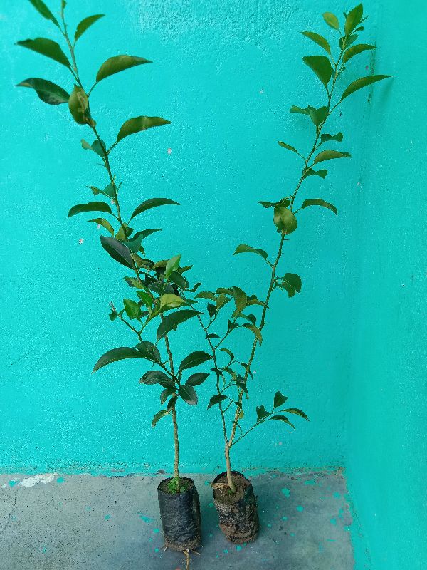 Orange Plants