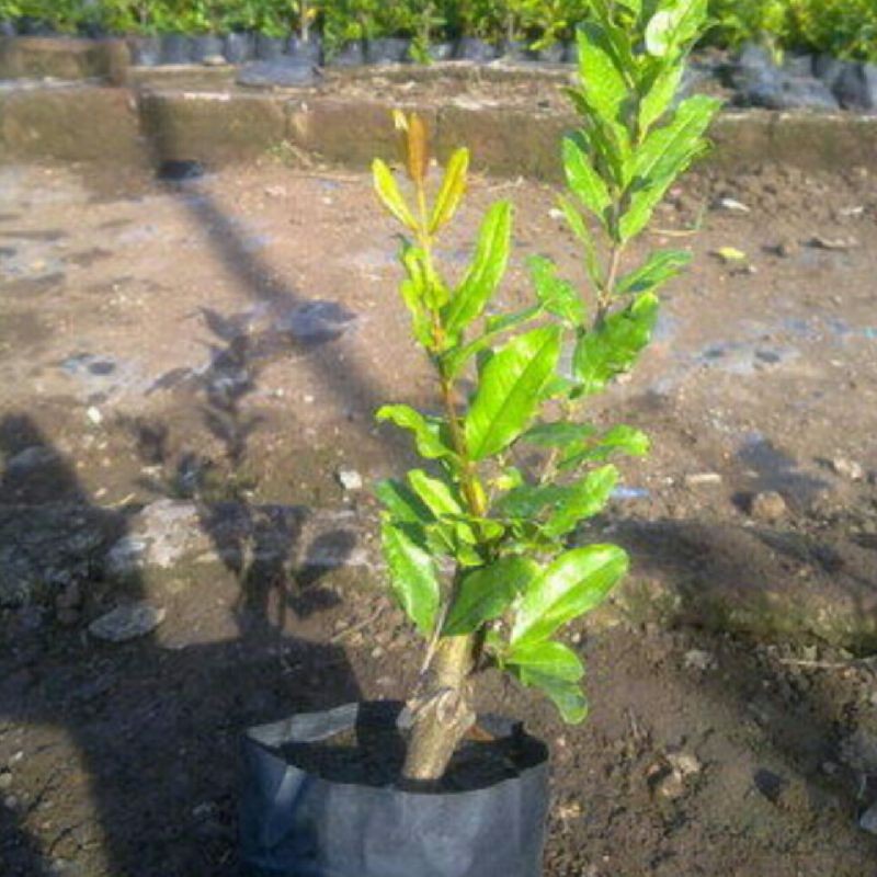 Pomegranate Plants