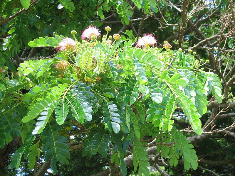 Natural raintree, for Ayurvedic Medicine, Plantation, Packaging Type : Polybag Type