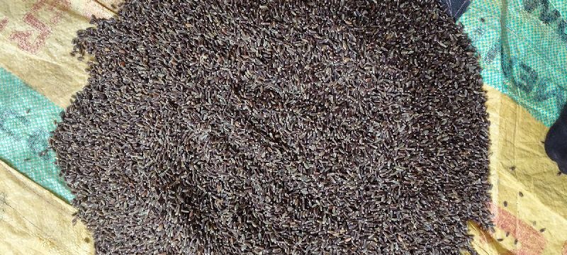 Black Wheat Seeds