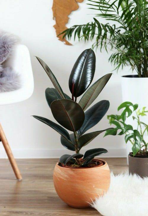 Rubber indoor plant, for Decoration Purpose, Feature : Eco-Friendly, Natural