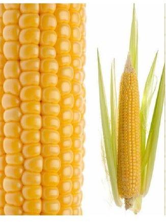 Yellow corn maize