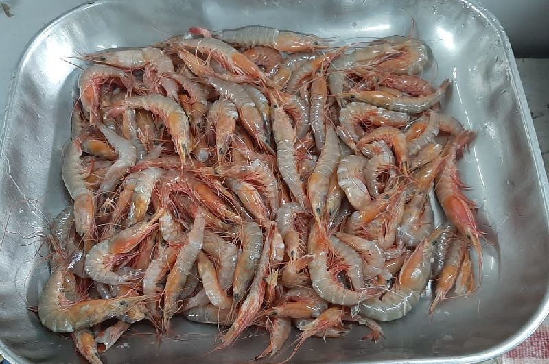 Vannamei shrimp