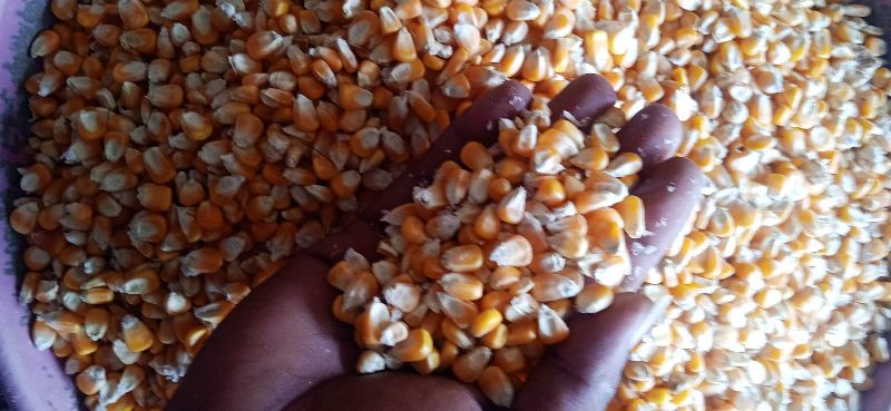 Common Maize Grain, for Cooking, Packaging Type : Gunny Bag, Jute Bag, PP Bag