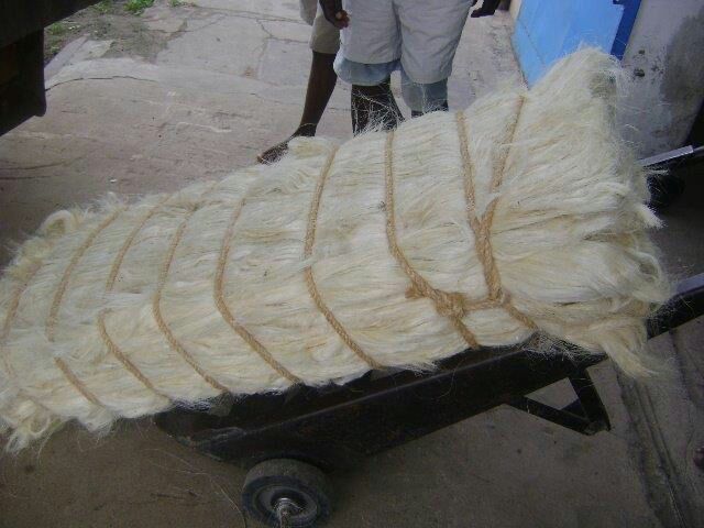 Sisal Fiber