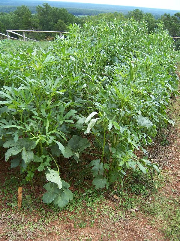 Abelmoschus Esculentus Plant