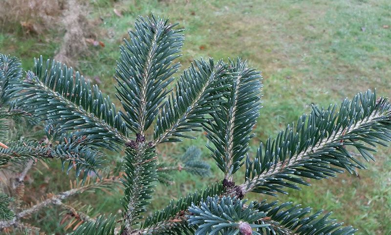 Abies Spectabilis Plant