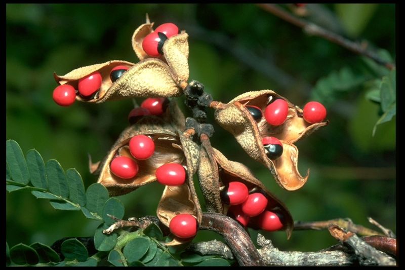 Abrus Precatorius Plant