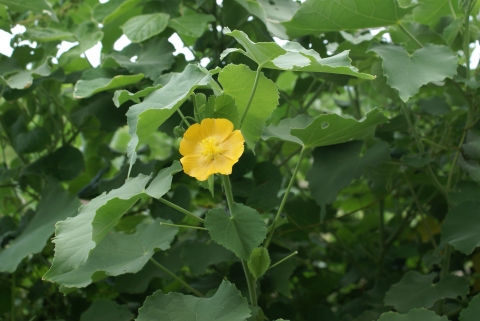 Organic Abutilon Indicum Plant, Color : Green