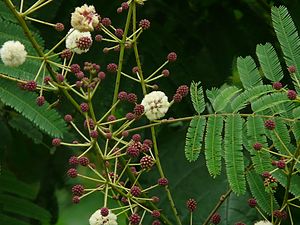 Organic Acacia Pennata Plant, Color : Green