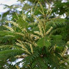 Organic Acacia Polyacantha Plant, Color : Green