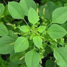 Organic Acalypha Indica Plant, Color : Green