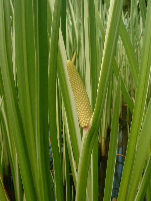 Organic Acorus Calamus Plant, Color : Green