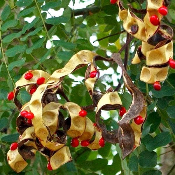 Adenanthera Pavonina Plant