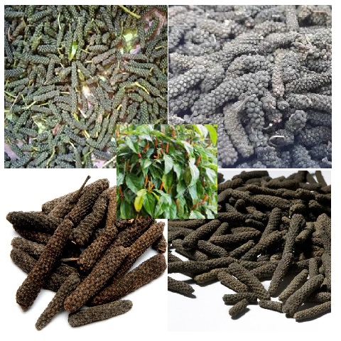 Organic Long Pepper, for Cooking, Food, Style : Dried