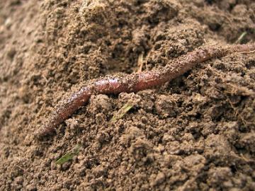Earthworm Fertilizer