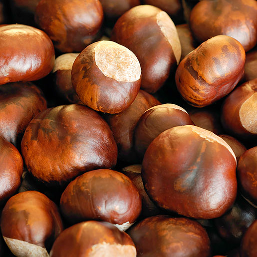 Natural Chestnut, for Human Consumption