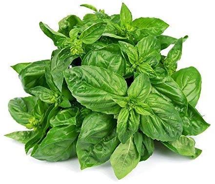 Natural Fresh Basil Leaves, for Medicinal, Packaging Type : Packets