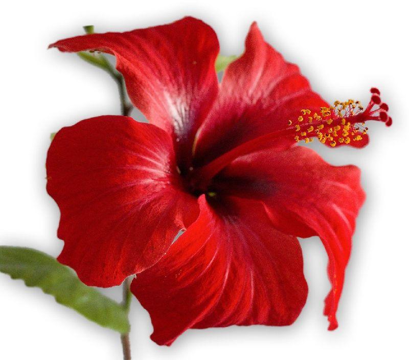 Natural Fresh Hibiscus Flower, for Medical Use, Packaging Size : 1-15 Kg