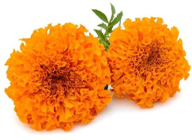 fresh marigold flower