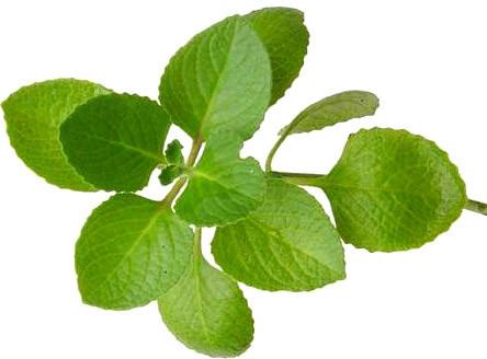 Natural Fresh Oregano Leaves, for Cooking Purpose, Color : Green