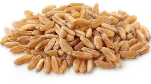 Natural Kamut Wheat Seeds, Shelf Life : 1year