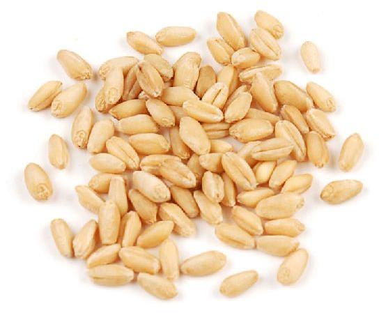 Natural Soft White Wheat Seeds, Shelf Life : 1year