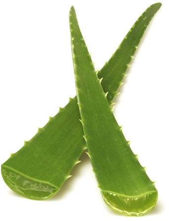 Aloe Vera Leaves