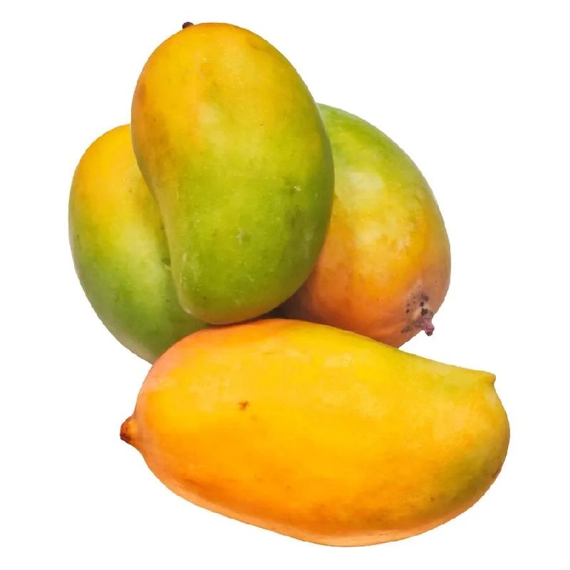 Organic Fresh Kesar Mango at best price in Ganjam Odisha from Kamadhei