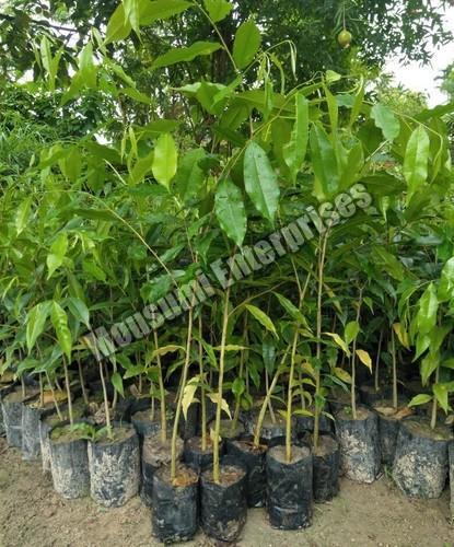 Organic Agarwood Plant, Feature : Excellent Quality, Free From Insects