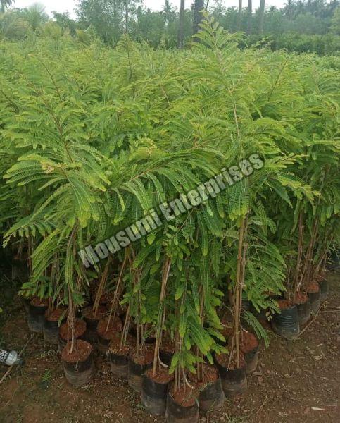 Amla Plant, for Agriculture