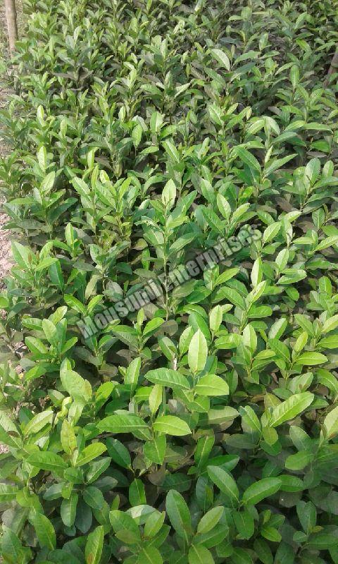 Organic Assam lemon plant, for Gardening, Variety : Hybrid