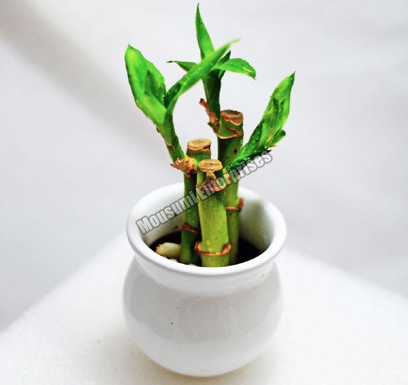 Bamboo Plant, for Home Decoration, Farming