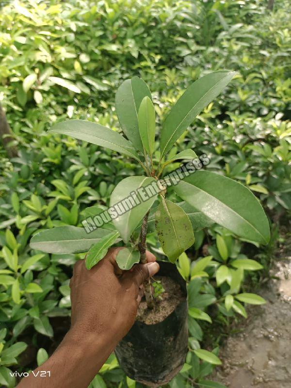Organic Chikoo Plant, for Gardening, Feature : Fast Growth, Provide Fresh Air