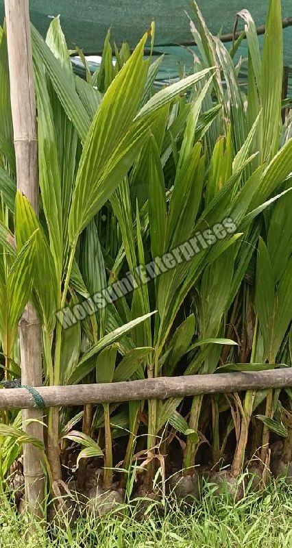 Organic coconut plant, Feature : Free From Impurities