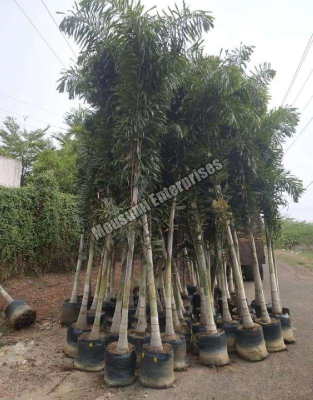 foxtail palm plant