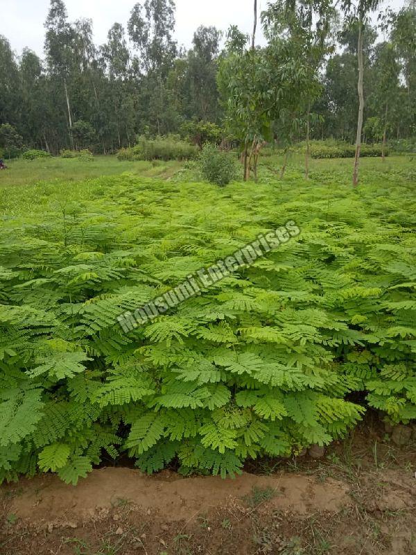 Krishnachura Plant