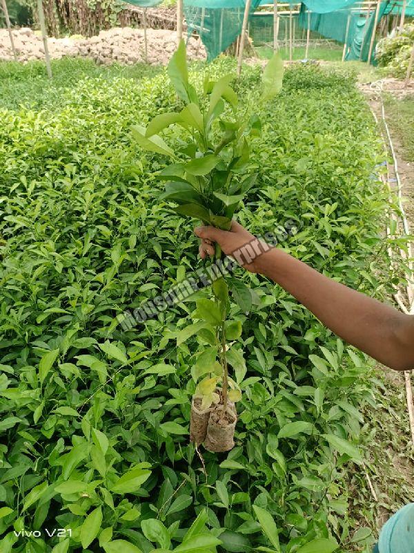 Organic Lemon Plant