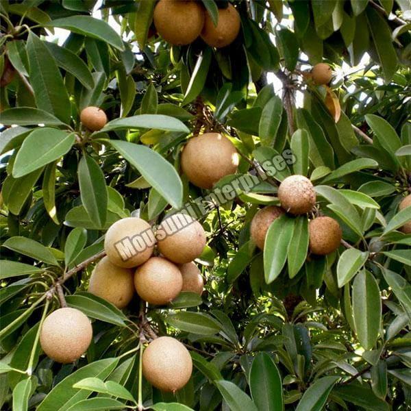 Organic Sapota Plant, for Gardening, Feature : Fast Growth