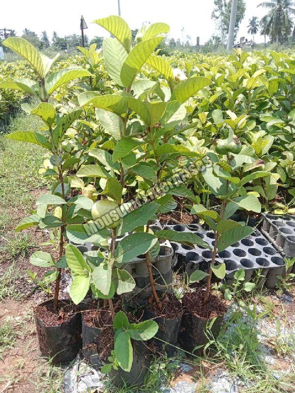 Organic Thai Guava Plant, Feature : Disease Free